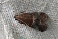 Acrobasis marmorea