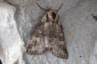 Brachylomia viminalis