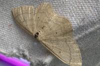 Idaea deversaria