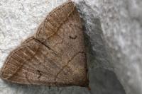 Zanclognatha lunalis