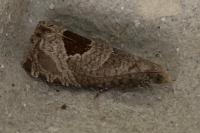 Notocelia uddmanniana