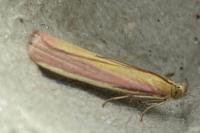 Oncocera semirubella