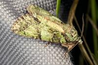 Polyphaenis sericata