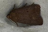 Amphipyra tragopoginis