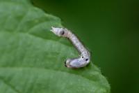 Thyatira batis