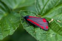 Tyria jacobaeae