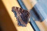 Nymphalis polychloros