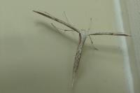 Emmelina monodactyla