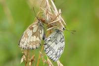 Melanargia galathea