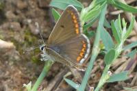 Aricia agestis