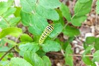 Papilio machaon