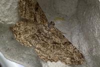 Peribatodes rhomboidaria