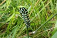 Papilio machaon