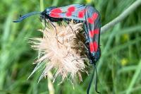 Zygaena filipendulae