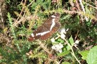 Limenitis camilla