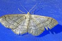 Idaea aversata