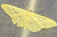 Idaea deversaria