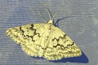 Pseudoterpna coronillaria