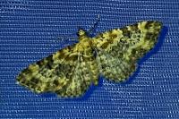 Eupithecia linariata/pulchellata