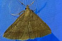 Zanclognatha lunalis