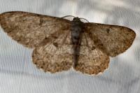 Hypomecis punctinalis