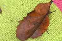 Gastropacha quercifolia