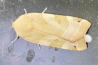 Noctua fimbriata