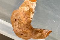 Selenia tetralunaria