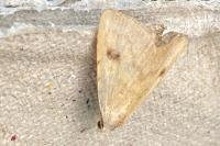 Rivula sericealis