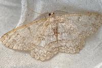 Hypomecis punctinalis