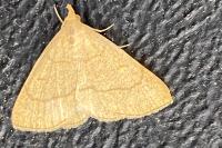 Paracolax tristalis