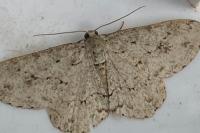 Ectropis crepuscularia