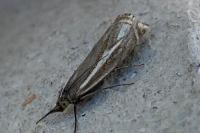 Crambus lathoniellus