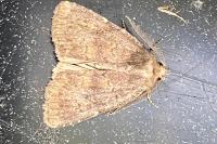 Rusina ferruginea
