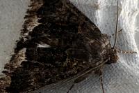 Catephia alchymista