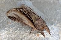 Pheosia tremula