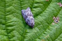 Cnephasia