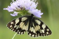 Melanargia galathea
