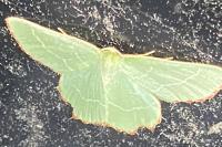 Thalera fimbrialis