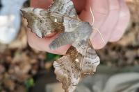 Laothoe populi
