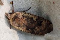 Noctua pronuba
