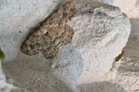 Ectropis crepuscularia