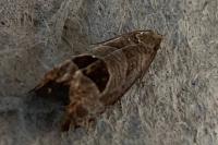 Notocelia uddmanniana