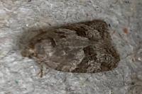 Syndemis musculana