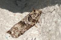 Cnephasia