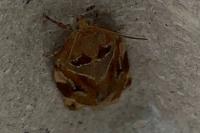 Archips xylosteana