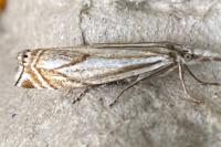 Crambus lathoniellus
