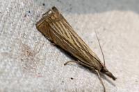 Chrysoteuchia culmella