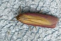 Oncocera semirubella