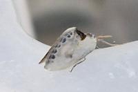 Cilix glaucata